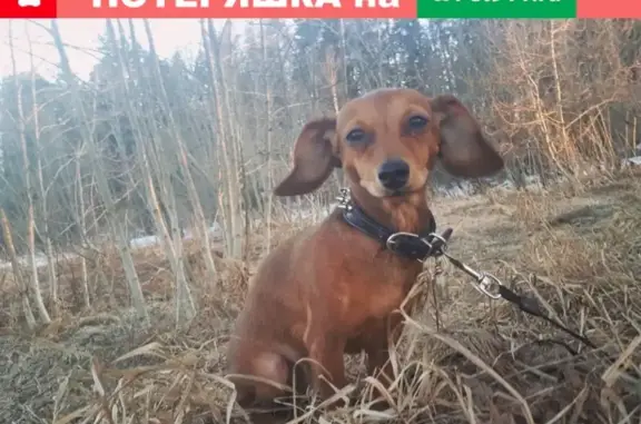 Пропала собака возле метро Медведково, помогите найти!