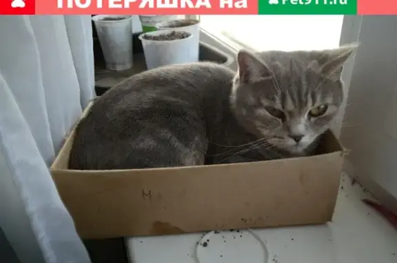 Пропала кошка Коврюша в Томске, Октябрьский район