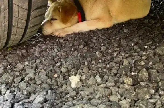 Найдена рыжая собака на Дмитровском шоссе, Орево