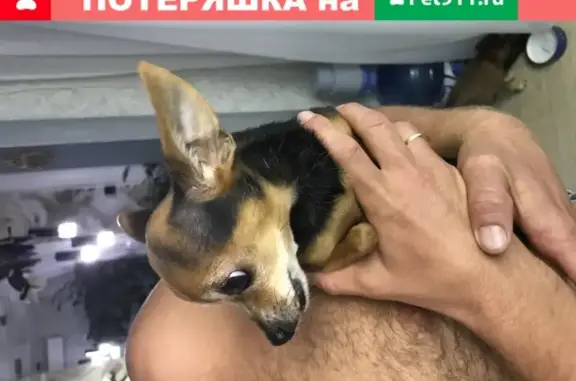 Найдена собака русского той терьера в Челябинске