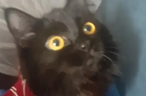 Кошки потеряшки, Екатеринбург, фото: Потеряшка кошка Бася на Аптекарской, 39 в Екатеринбурге