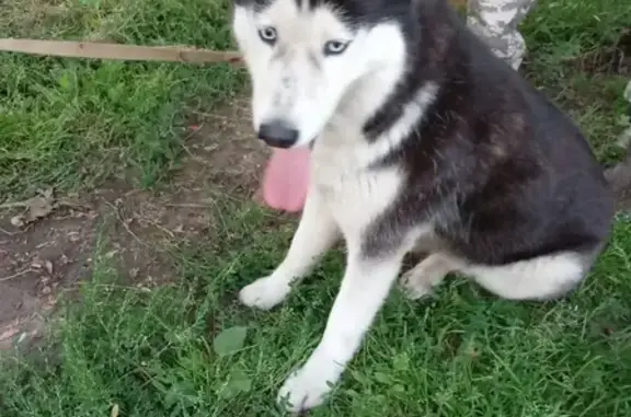 Собака Хаски найдена в Орле, Завокзальный.