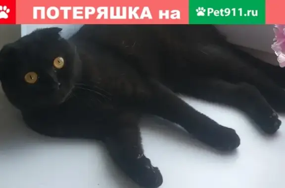 Пропала кошка Лиза, черный окрас с белым пятнышком, Иваново, 5-я Минеевская улица.