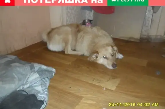 Пропал пёс Рыжий в Ломоносове, Санкт-Петербург