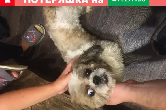 Найден ухоженный пёс на Ореховом бульваре, Москва