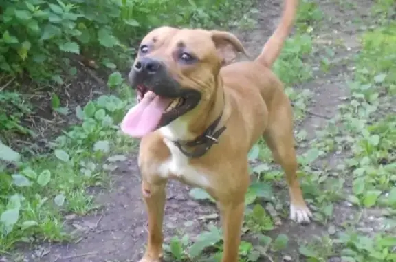 Собаки потеряшки, Нижний Новгород, фото: Потеряшка митис стаффорда 