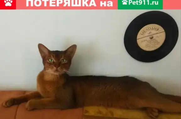 Пропала кошка Абиссинская на Ярославском шоссе 6.