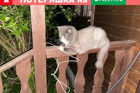 Кошки потеряшки, Москва, фото: Потеряшка кошка Сибирский кот в Домодедово