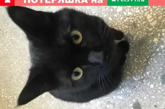 Пропала кошка Багира с ул. Тургенева 211 в Краснодаре