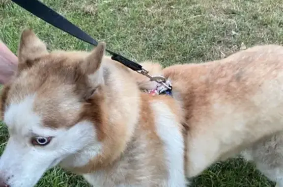 Найдена собака Хаски в Советском районе, ищем хозяина