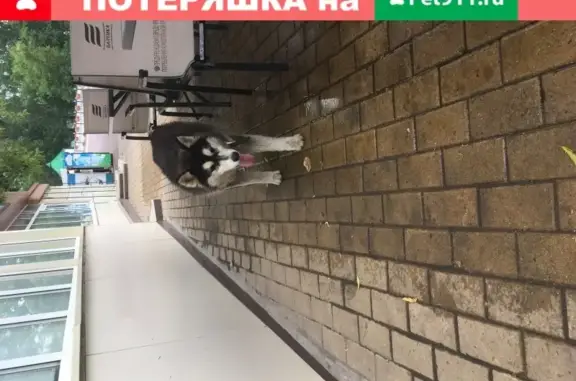 Собака хаски с ошейником найдена возле Пушкинского парка в Саранске