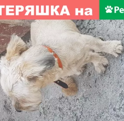 Собака на Доватора 10 в Челябинске найдена