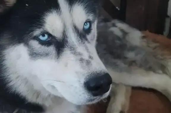 Найдена собака в Раменском без татушки и бирок