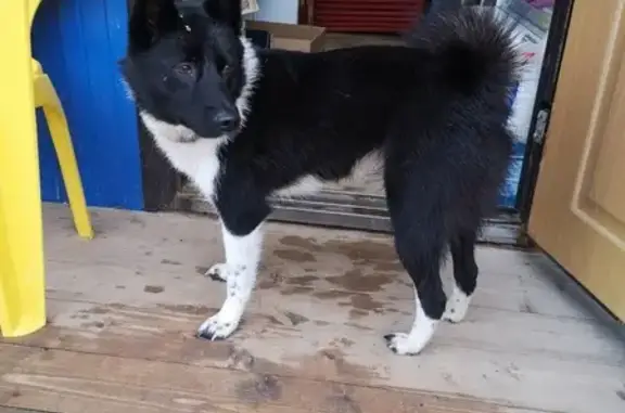 Найдена собака в Сергиево-Посадском районе