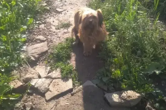 Собака найдена в жилом массиве Старые Горки, ул. Камая, Казань