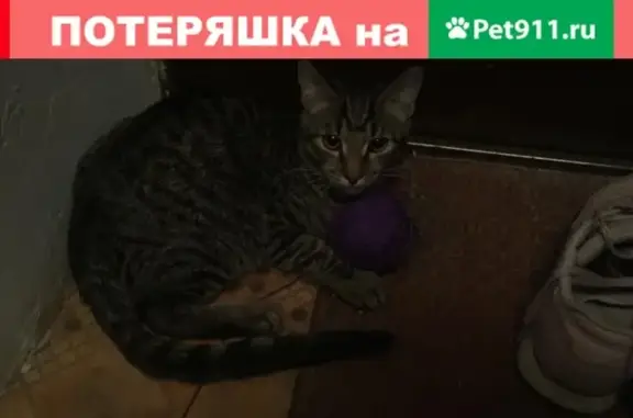 Пропала кошка Метро Бабушкинская.