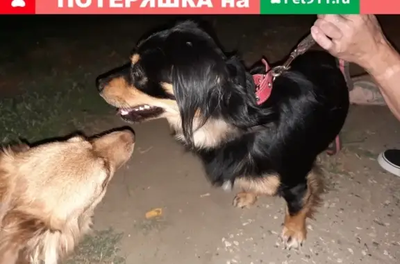 Найдена собака в Волгограде, район Красный