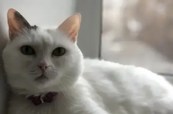 Кошки потеряшки, Новосибирск, фото: Потеряшка кошка Анфиса на ул. Чехова, Новосибирск