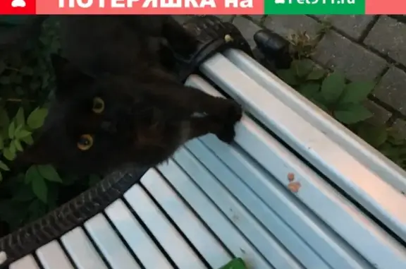 Найден чёрный кот на Родионовской