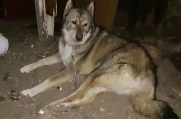 Найдена собака в Тихорецке