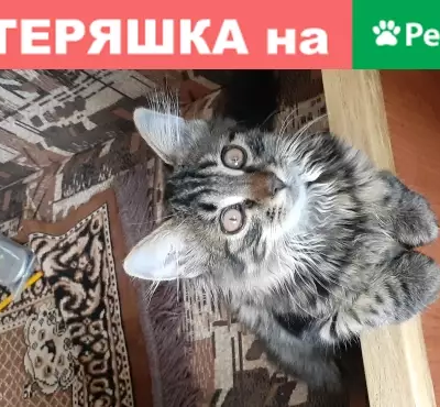 Пропала кошка Котёнок на Кочетова 33/17, В. Новгород