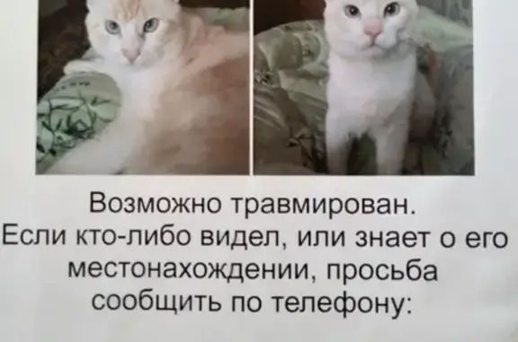 Пропала кошка Котик в Курске на 5 этаже