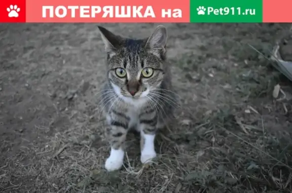Пропала кошка Таши или Пуська 19 июля в Иволгинском районе, Бурятия
