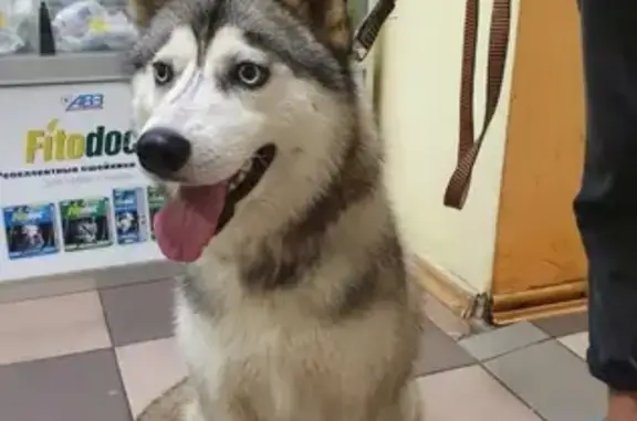 Собака-хаски найдена на улице Горбунова (Москва)