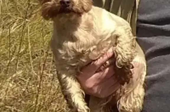 Пропала собака Йоркширского терьера, Москва, без ошейника, опознавательная родинка, нуждается в помощи.