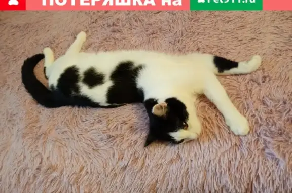 Пропала кошка в Томске, Карский переулок, 31