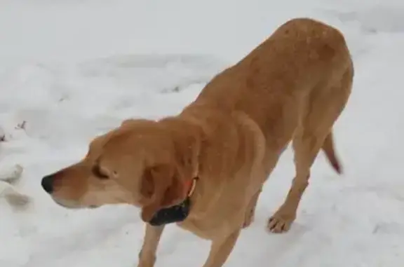 Пропала собака Берта в микрорайоне Костарево, Пермь