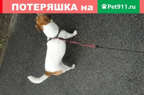 Найдена собака на Малой Бухарестской, 10к2, СПб