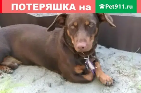 Собака на ул. Игоря Кустова, Брянск