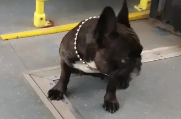 Найдена собака на автобусе 91 и 806 в Москве