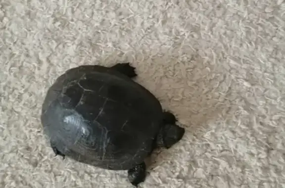 Найдена черепаха в Орле: 89155012452