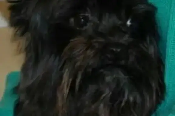 Собаки потеряшки, Арбузово, фото: Потеряшка собака Туся в СНТ Арбузово (Московская область)