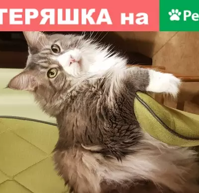 Пропала кошка Котя в Подольске, СНТ Отдых (Московская область)