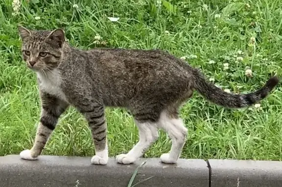Найден серый кот на Чароитовой улице, Москва