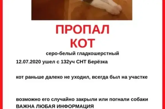 Кошки потеряшки, Москва, фото: Потеряшка кошка в Павловском Посаде