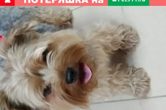 Собака Йорк найдена в Геленджике на улице Гринченко