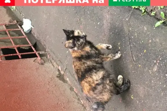 Пропала трехцветная кошка на ул. Маршала Тухачевского, 40к2.