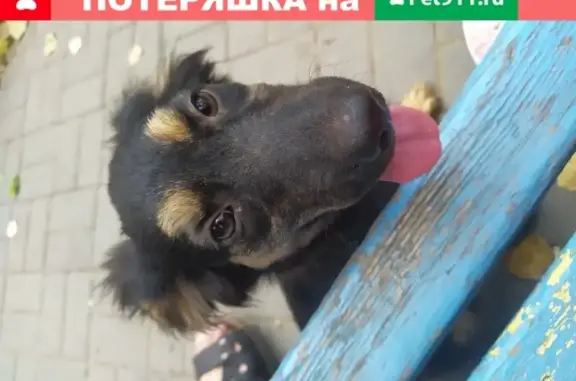 Найдена собака на 5 Керченской улице, г. Астрахань