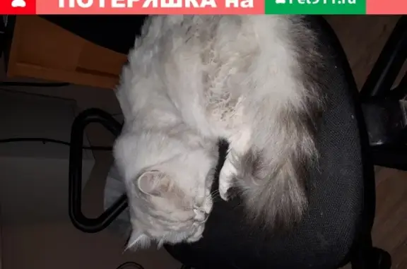 Найден домашний серый кот на Краснодонской