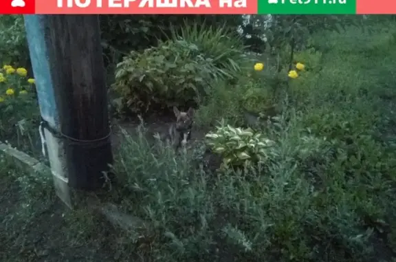 Найдена собака на ул. Шлиссельбургская, Нижний Новгород