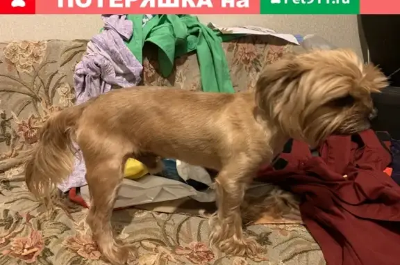 Найдена собака Йорк у заправки Газпром, г. Клин