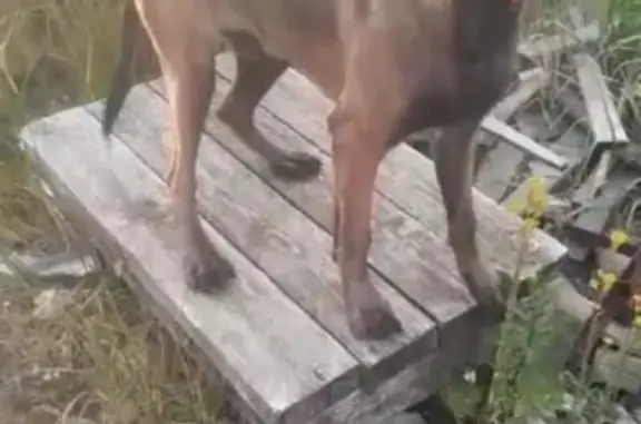 Собаки потеряшки, Нижний Новгород, фото: Потеряшка собака Одди на улицах Нижнего Новгорода