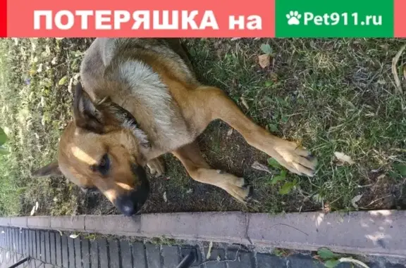 Найдена собака в парке Ленинские Горки, Ульяновск