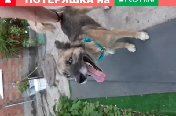Найдена собака на ул. Кручинина, 69.