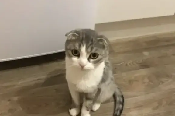 Кошки потеряшки, Набережные Челны, фото: Потеряшка кошка в Набережных Челнах, 46 комплекс