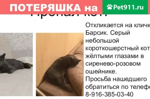 Пропала кошка в Домодедово, звонить маме